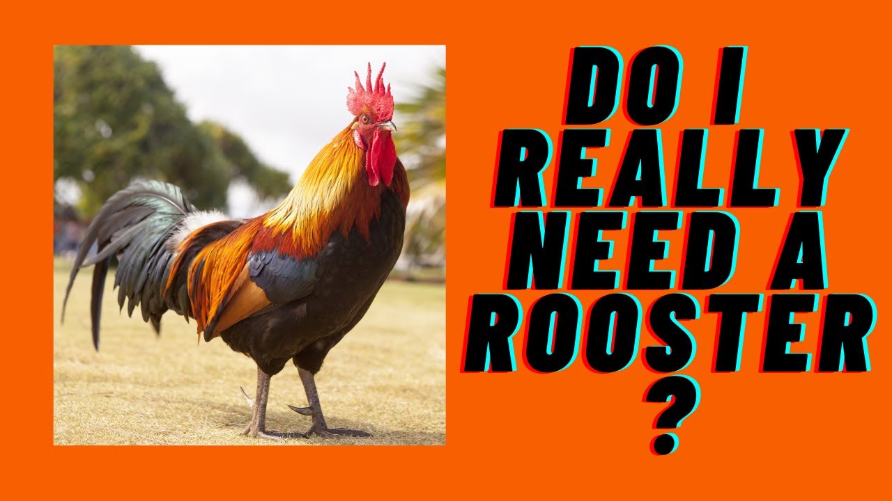 Do I REALLY Need A Rooster For My Backyard Chickens? YouTube
