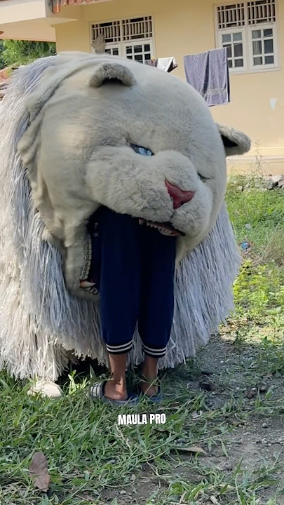 Can macan makan habis 2 orang