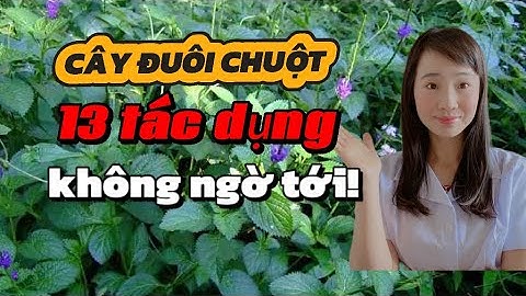 Cây Đuôi Chuột và 13 tác dụng không ngờ tới. 4 người tuyệt đối không được uống cỏ đuôi chuột