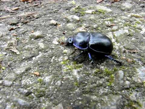 Video: Grå Södra Skalbagge - Plantorätare