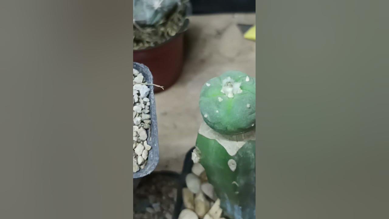 Injerto cactus, botón floral a la vista!!! - YouTube
