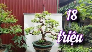SH.6380. Báo giá cây Ổi bonsai đẹp 18 triệu đồng. Đth liên hệ 0964.894.094.