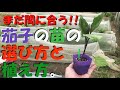 【家庭菜園】まだ間に合う!! 茄子の苗の選び方と植え方。【茄子】【夏野菜】【栽培】【育て方】