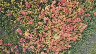 Fall Foliage on the Alpine Loop Scenic Byway, Utah