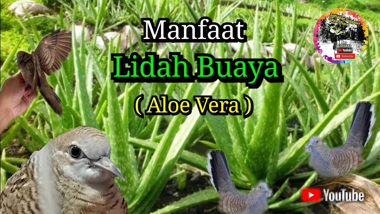 Khasiat & kebaikan Aloe Vera ( Lidah Buaya ) Pada Burung & Manusia