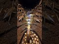 Strange Cave Cricket Found in the Dark 🦗