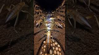 Strange Cave Cricket Found in the Dark 🦗