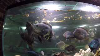 Cichlid, catfish, bichir & Co growout 240 gal savors maggots