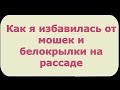 387. Как я избавилась от  белокрылки и мошек на рассаде