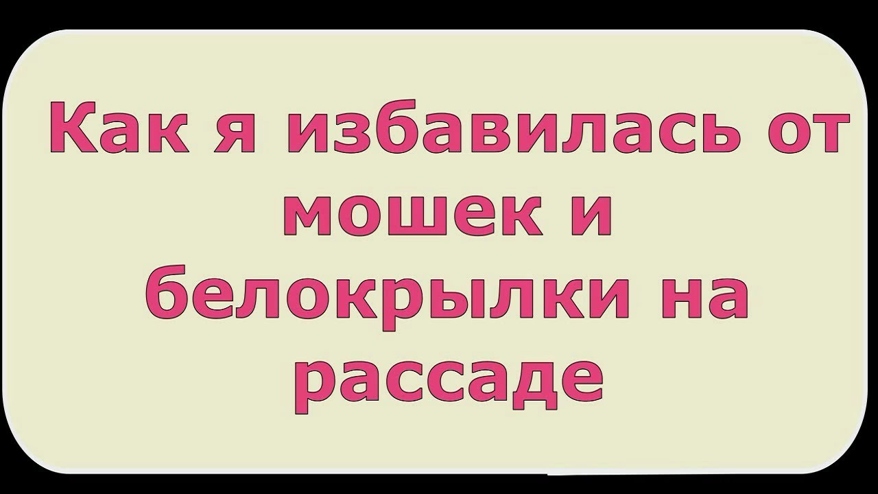 387. Как я избавилась от  белокрылки и мошек на рассаде