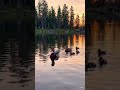 Duck family in lake #aivideo