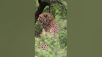 Sub Adult Cheetah Chirps ViralHog 