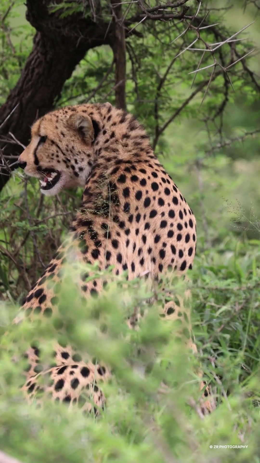 Sub-Adult Cheetah Chirps || ViralHog