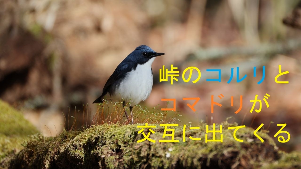 8K】峠のコルリとコマドリが交互に出て来る - YouTube