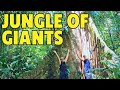 Hiking a Jungle of Giants | Plant Hike in Carara National Park, Costa Rica.