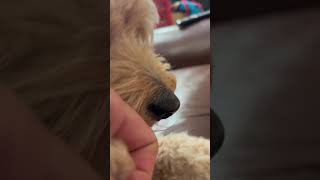 How to clip dog toenails #doglover #dog  #howto #toenails #tips #cockapoo