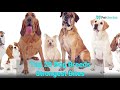 Top 20 dog breeds strongest bites [2021]