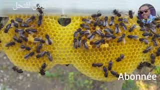 هل يبني النحل الشمع الأساس في هذا الوقت من السنة