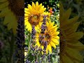 #sunflower#bee#kali#bollywood#song