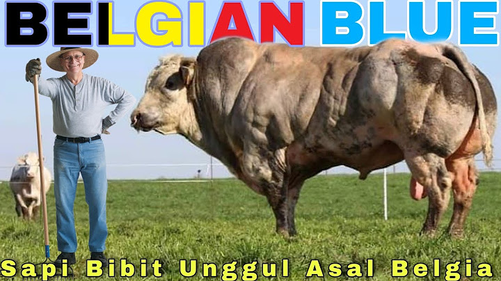 SAPI BELGIAN BLUE SEJARAH DAN KEUNGGULANYA
