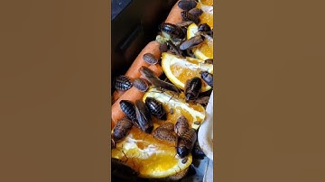 Dubia Roach Care 🐛🪳