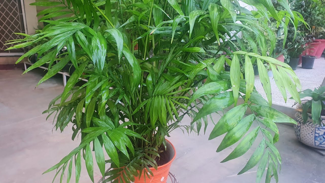 Parlor Palm most suited for small rooms//Care and fertilizer schedule