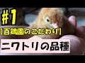 #百鶏園　国内飼育羽数10%以下である純国産鶏を使用しています。