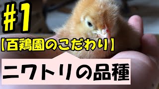 #百鶏園　国内飼育羽数10%以下である純国産鶏を使用しています。