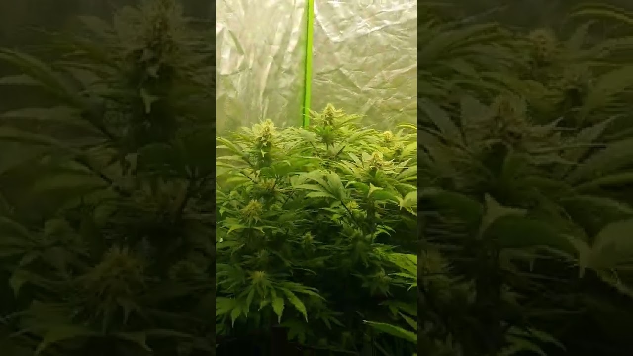 day 30 into flower! lost count of days so i went back into my daily 29 to be exact..  