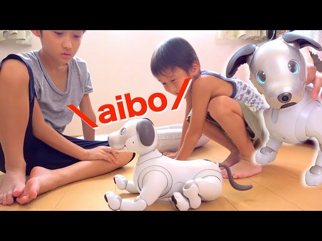 アイボ ワンちゃんがやってきた! aibo開封【かとちゃん】 - YouTube