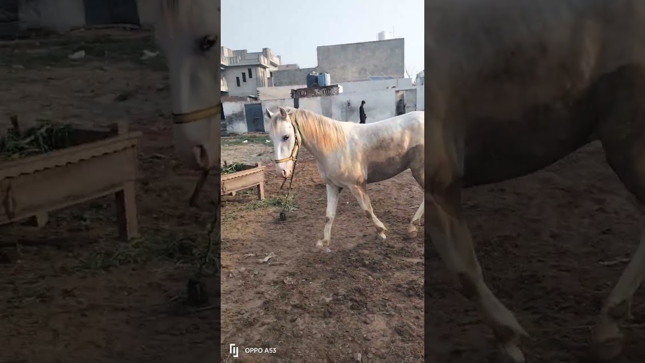 اسلام وعلیکم بہت ہی پیارا ڈانسر ویشیرا فارسیل رابط نمبر 03035220162 ویڈیوز شوقین حضرات کے لیے 