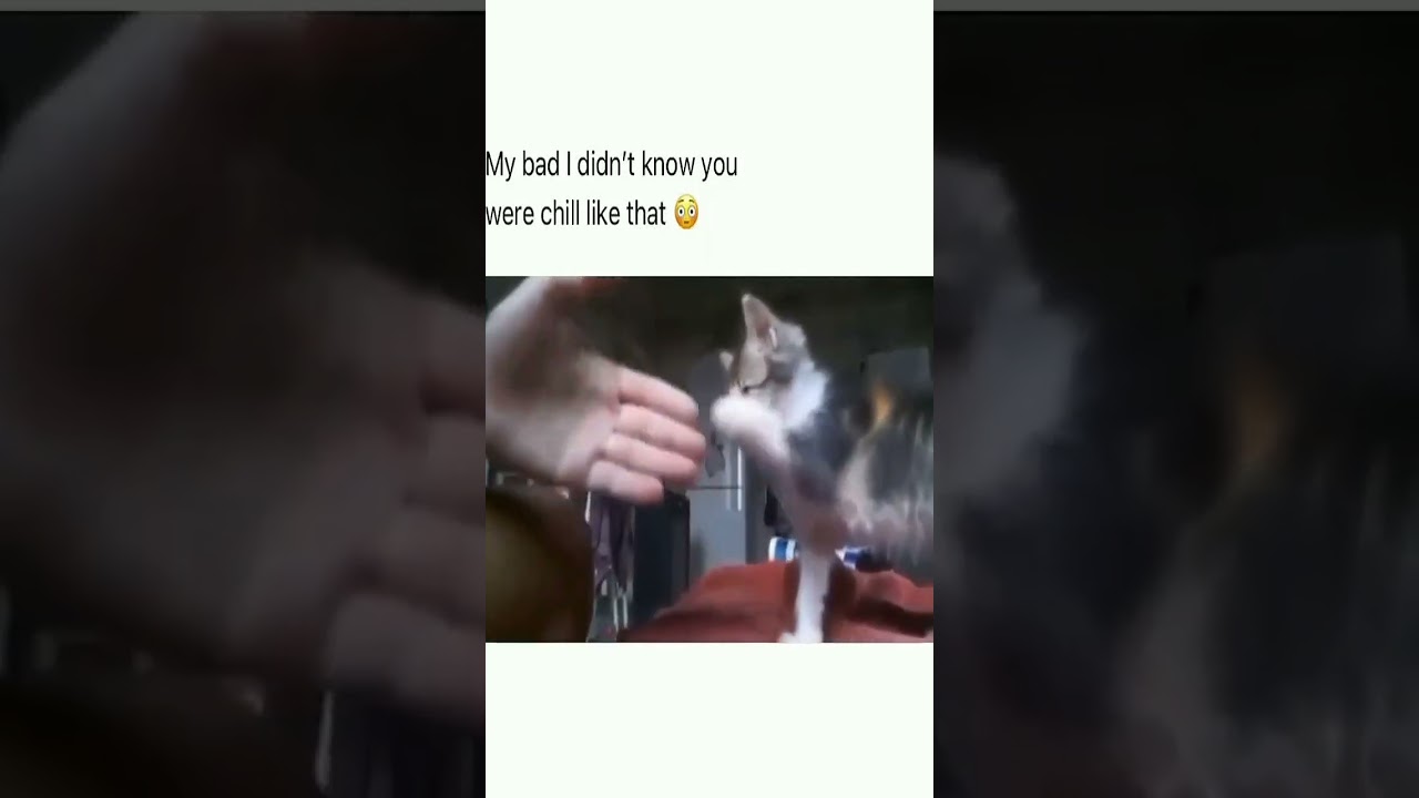 Cute Cat Compilation - Best Moments of Adorable Kittens 😻