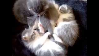 Chatons 17 jours