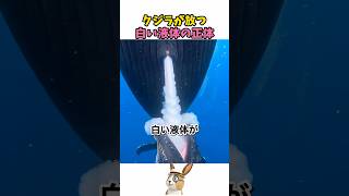 クジラが海の中で授乳する方法