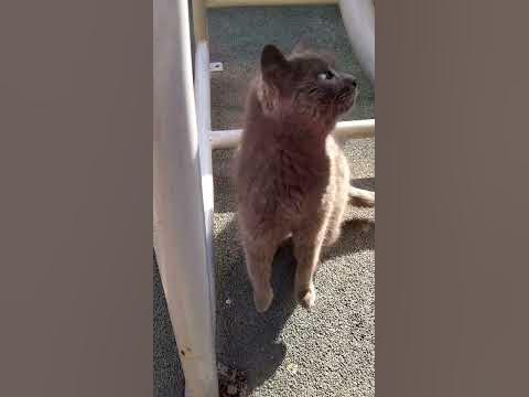 Жылқы мінген қыздардың секс видеосы