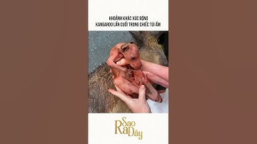 KHOẢNH KHẮC XÚC ĐỘNG KANGAROO LẦN CUỐI TRONG CHIẾC TÚI ẤM ÁP