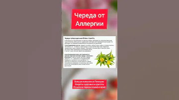 Череда от Аллергии
