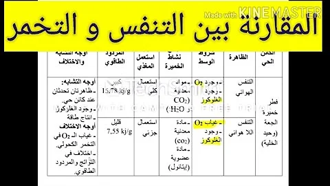 الفرق بين التنفس والتخمر