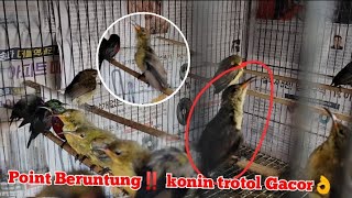 ngleper‼️ ngombyok konin trotol langsung Point bagus👍👌