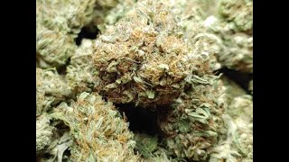 Cascadia Blooms White CBG
