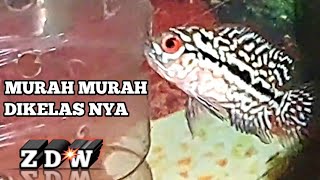 MURAH DI KELAS NY || BURAYAK LOUHAN KAMFA F2 ORI THAILAND