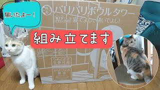 【猫壱】猫のバリバリボウルタワーが届いたので組み立てます！！