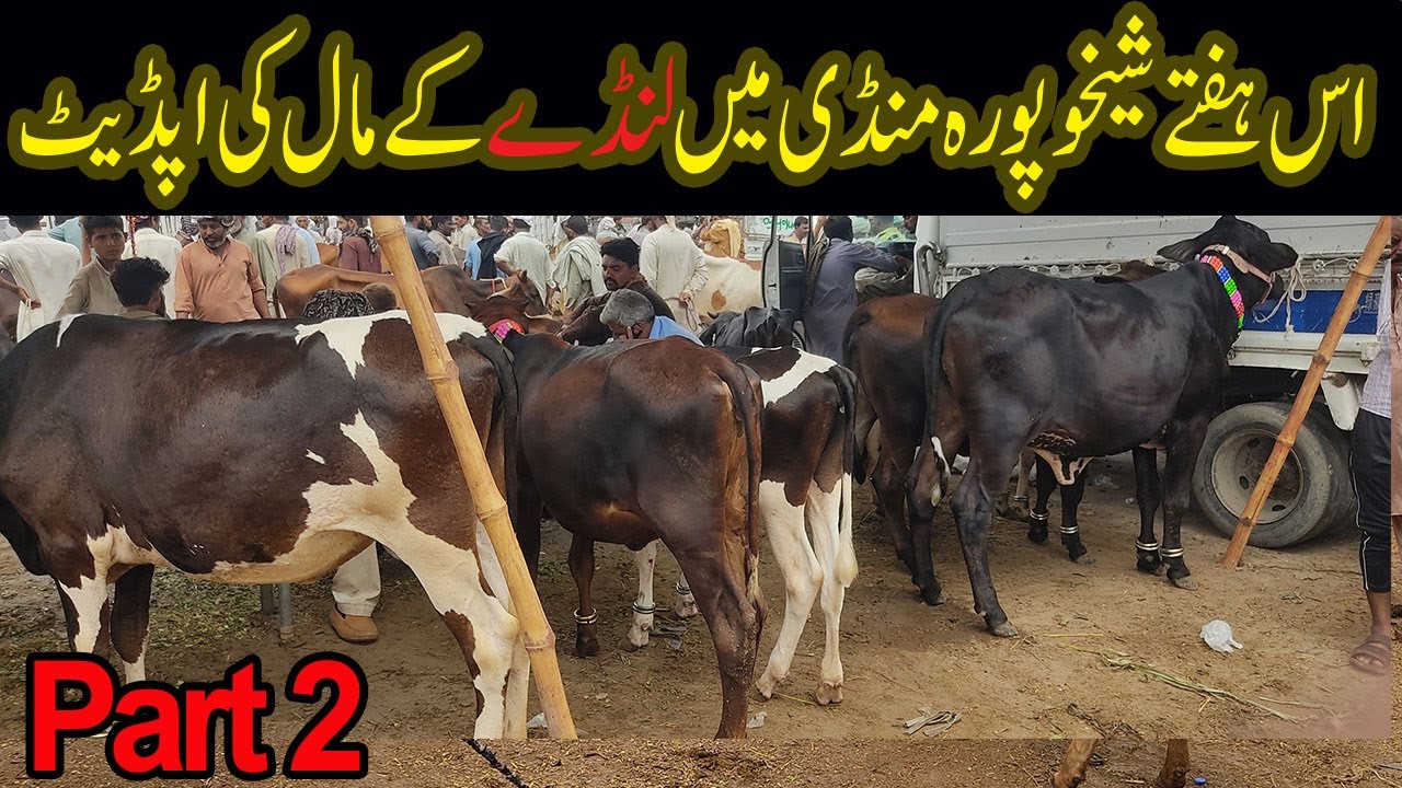 Cow ki fresh Demand in Sheikhupura and Sheikhupura Mandi | Today Sheikhupura Cattle Mandi update