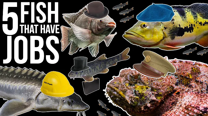 5 Fish That Kinda Have Jobs - DayDayNews