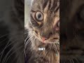 Come over here you crazy! 😂 Funniest Animals &amp; Fails May 2026 #Shorts