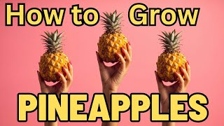 Unlocking the Secrets of Growing Pineapples: Planting Made Easy