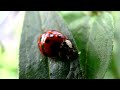 ladybug, canon hf200