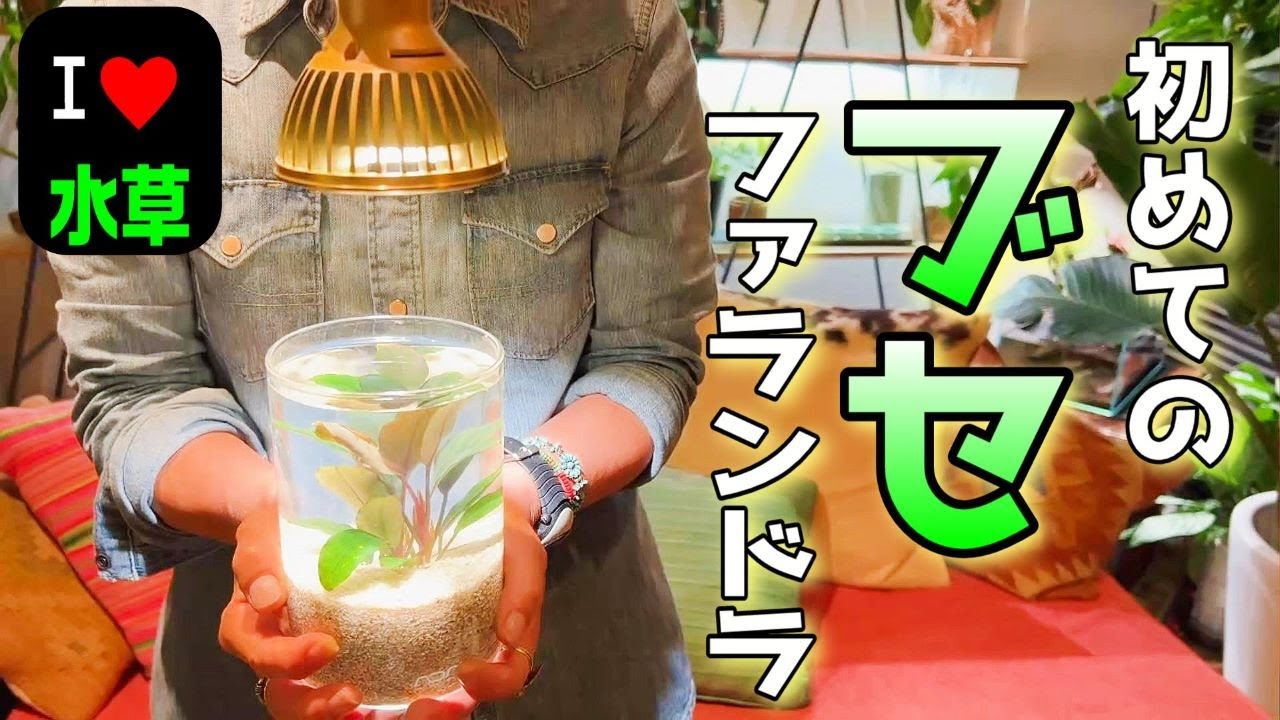 アクアリウム】初めてのブセファランドラ（ブセの魅力と私の選んだ管理