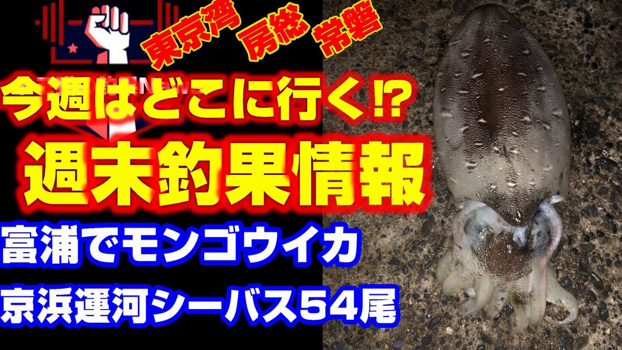 5月6日配信 東京湾房総常磐釣果情報 シーバス京浜運河好調 友達がモンゴウイカを釣りました Youtube