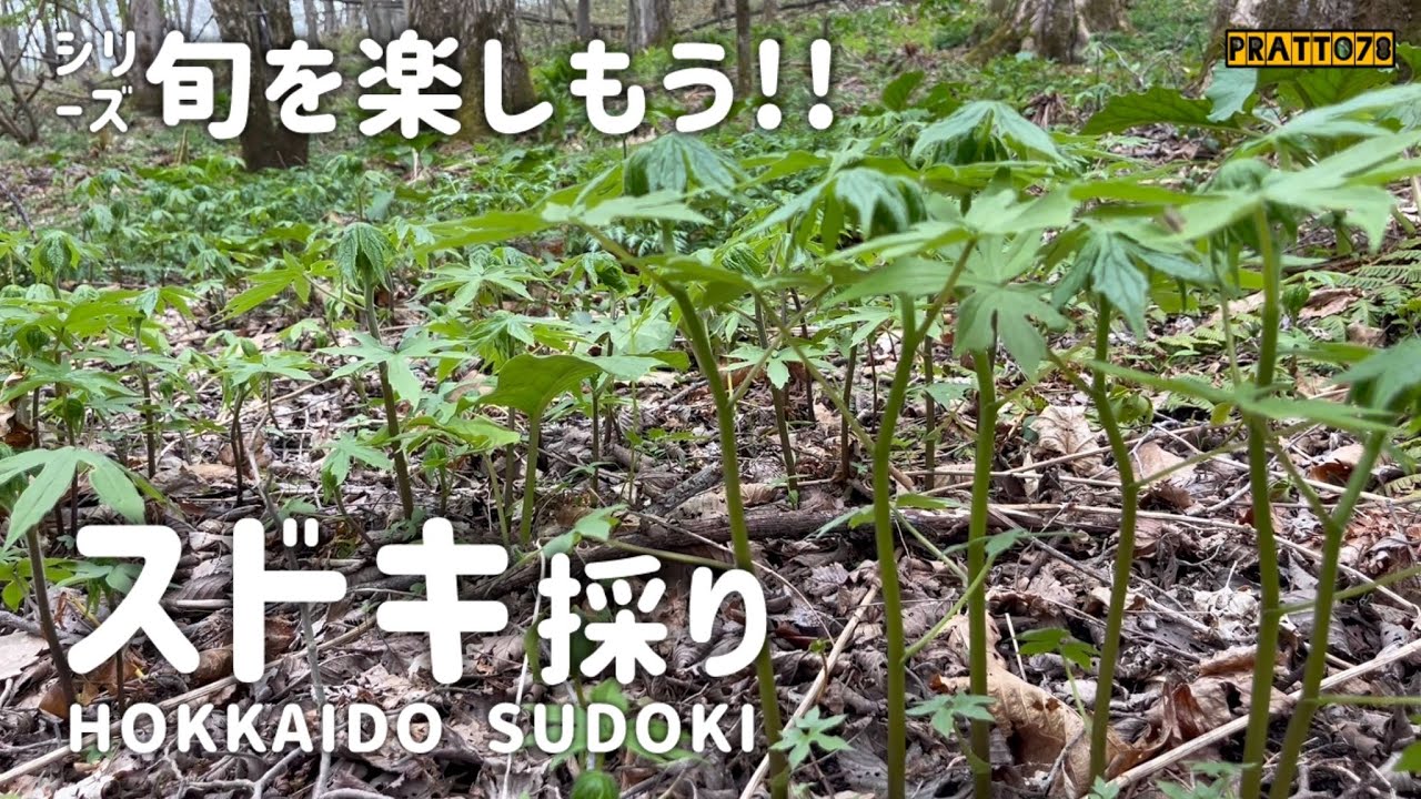 【スドキ採り】まだまだ旬です!! キュンです!! 山菜採りを楽しもうぜ😆👍